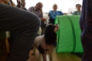 Dogoterapia na Polankach, 09.07.2018 r.5