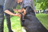 Festyn <q>Powitanie Lata</q>, 09.06.2017 r.47