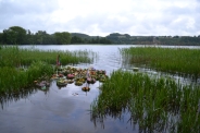 XVI Jarmark Folklorystyczny, Przegląd Dorobku Kulturalnego ŚDS, Sobótki - Chmielno, 23.06.20157
