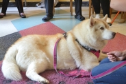 Odwiedziny Fundacji Dogoterapeutycznej Husky team, 05-06.07.2017 r.2