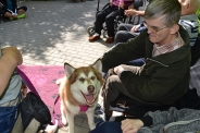 Odwiedziny Fundacji Dogoterapeutycznej Husky team, 05-06.07.2017 r.18