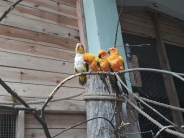 Papugarnia, 04.07.2019 r.13